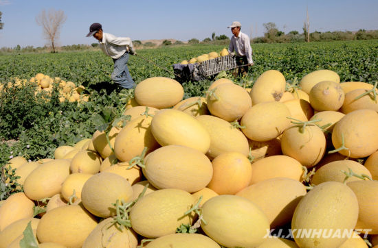 新疆哈密瓜今年几月成熟啊-新疆哈密瓜真正成
