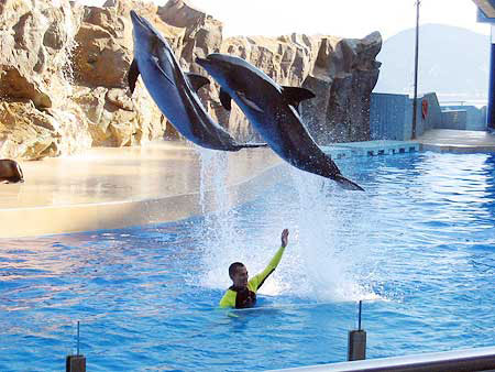 The Ocean Park of HongKong