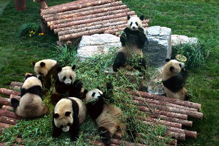 Photos : arrivée à Beijing de huit pandas de la province du Sichuan