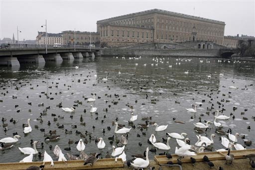 图文-瑞典风土人情图片 皇家广场对面的水鸟