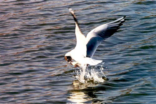 松原著名景点查干湖自然保护区:鸟类两栖类生
