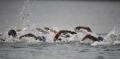 图文-女子10公里公开水域决赛 拼命划水争先恐后