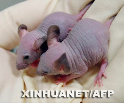 这是日本遗传学研究所5月26日发布照片,显示老鼠出生25天的情况.
