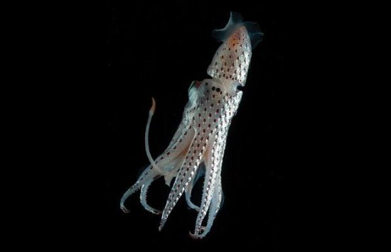 绚丽深海动物：冰海天使形如深海幽灵(图)(4)