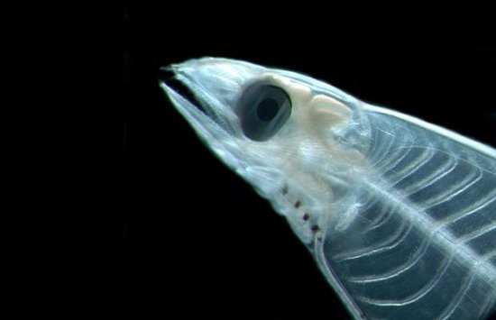 绚丽深海动物：冰海天使形如深海幽灵(图)(5)