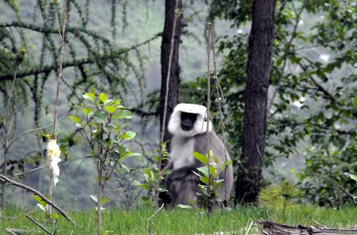西藏亚东发现长尾叶猴(图)