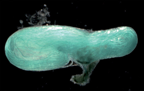 科学家发现一种远古生物巨大精子超过其身长 