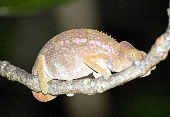 犀牛变色龙（Rhinoceros chameleon）的浅颜色，表明它正准备约会或交配
