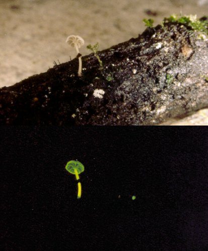 發光蘑菇Mycena abieticola