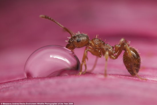 红蚂蚁吮吸雨滴