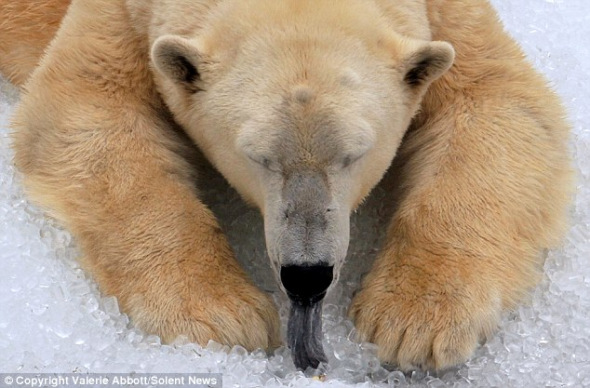 图为：北极熊威利