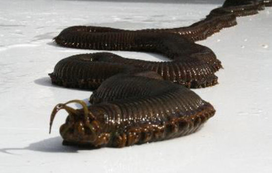 年度最恶心的生物：1.2米长蠕虫