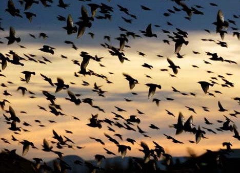 十大臭名昭著入侵物种:椋鸟