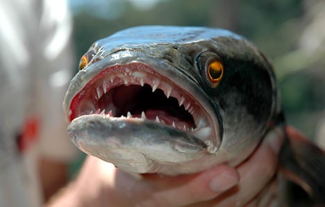 十大臭名昭著入侵物种:蛇头鱼