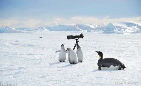 它们是一群非常好奇的动物，会主动接近造访的人类