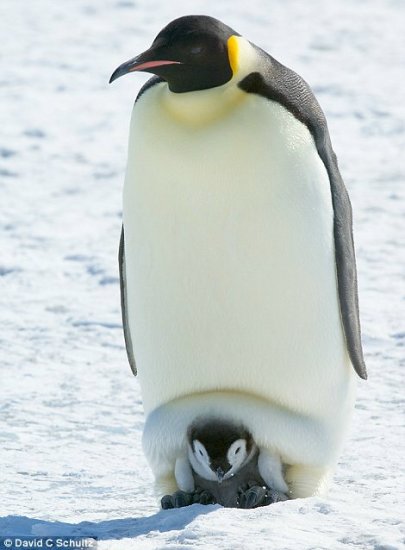 成年帝企鹅每年只能孕育一个后代