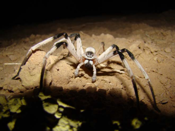 以色列沙漠中发现14厘米长罕见大蜘蛛