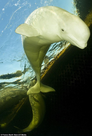 对于那些原来水族馆中用来表演的白鲸来说，它们在被送回海洋之前，都要被送到这个鲸类避难所里进行适应性生活。