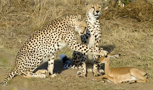 莫惊慌：令人惊讶的是，这几只捕猎本能的非洲猎豹竟然决定和这只小羚羊玩耍