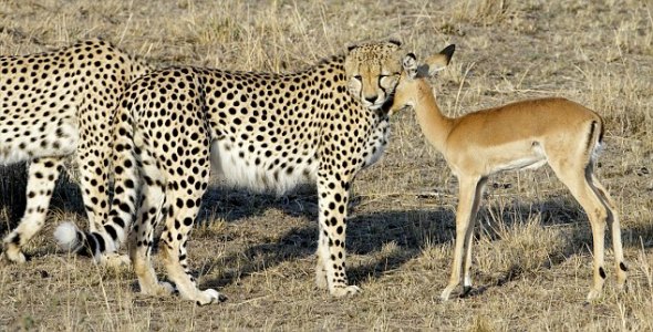 伸出你的脖子：忘記自己身處險境，這隻小羚羊看樣子對非洲獵豹的友好做出了回應