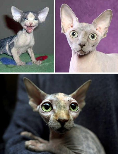 加拿大无毛猫的智慧与情感