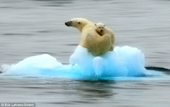 北极熊母子被困海冰在海上漂流(组图)_科学探