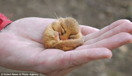 С˯������ֻ����ʮ�ˡ�
