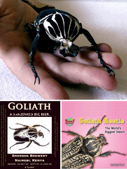 巨型甲虫Goliath beetles