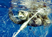 海上捕鱼致海龟死亡