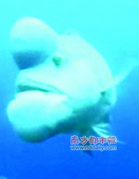 世界最丑鱼类现身日本海域_科学探索_科技时代_新浪网