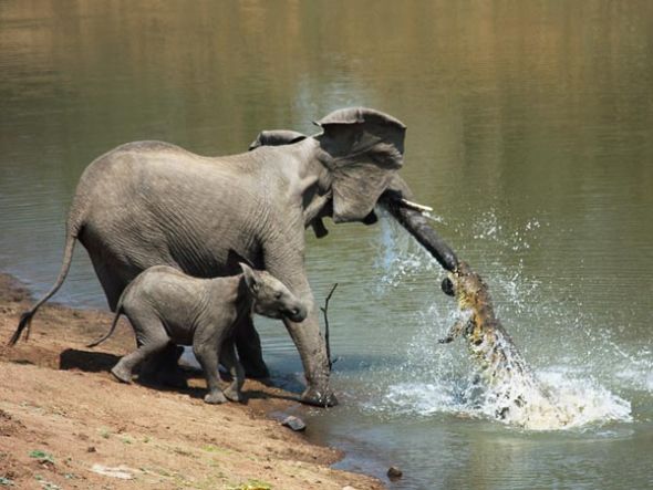 鳄鱼攻击大象