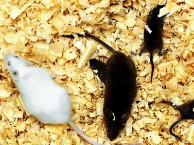 美国科学家利用干细胞技术培育出拥有两个父亲的老鼠。借助于这项技术，同性恋夫妇拥有真正属于自己的孩子有望成为现实