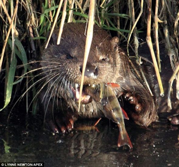 文章配图