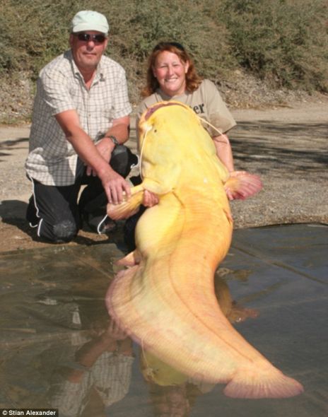 希拉钓到的这条192磅（87.09公斤）重的白化变种鲶鱼，是有史以来钓到的最大的此类鲶鱼，也是她创造的第二项世界纪录。