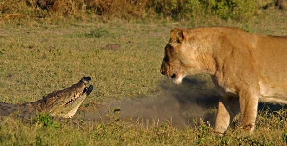 一头母狮怒视企图偷袭幼狮的鳄鱼