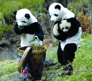 熊猫搬家_科学探索