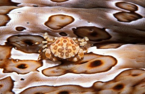 印尼，海参身上的小丑蟹。