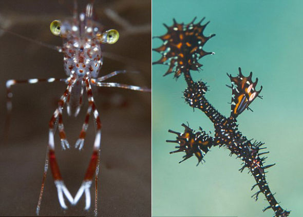 在马尔代夫巴环礁可以看到的黄眼透明清洁虾（左）；在东帝汶帝力发现的这条鬼龙会发出鲜艳夺目的颜色。