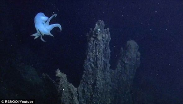 罕见章鱼海底翩翩起舞犹如深海幽灵(图)