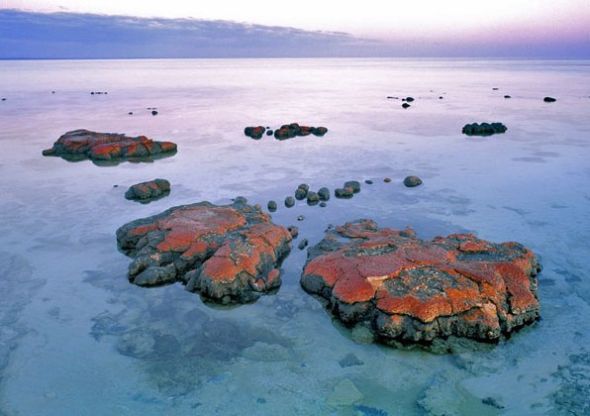 澳大利亚鲨鱼湾叠层石