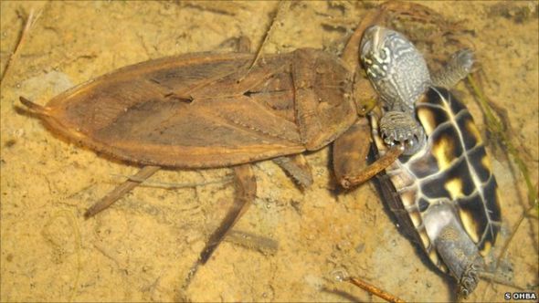日本巨型有毒水蝎捕食小草龟(组图)_科学探索