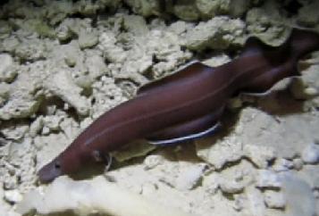 科学家发现新种太平洋鳗鱼 堪称活化石(图)_天台山