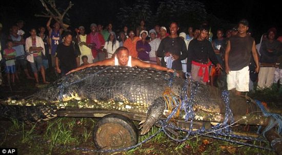 当地小镇的镇长摆出测量鳄鱼体长的姿势来，当地村民们历经3周搜寻，出动超过100人，终于将这条巨型鳄鱼制服