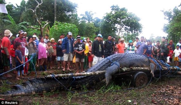 长长的尾巴：大量当地村民聚集到捕获现场，人们认定是这条大鳄鱼吃掉了村里的一位渔民
