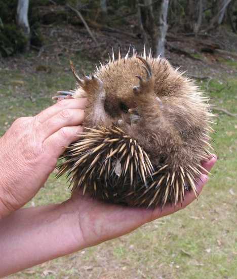 针鼹(Echidna)是一种单孔类动物，与鸭嘴兽一样，它们也是通过产蛋而不是分娩的方式繁殖下一代