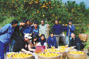 大学生村官网上摆摊销蜜橘_互联网