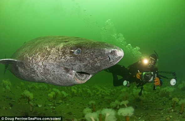 摄影师拍罕见格陵兰鲨鱼：吃北极熊寿命超200岁
