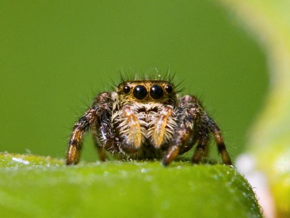 一只成年雌性跳蛛，学名“Phidippus clarus”（图片来源：Don Johnston, All Canada/Getty Images）
