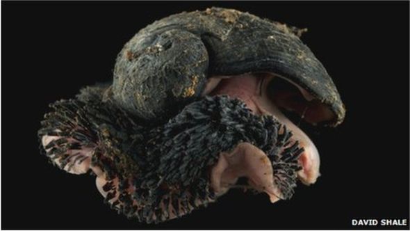 研究团队利用水下机器人在西南印度洋海岭上的热液出口处发现了这种鳞脚蜗牛。