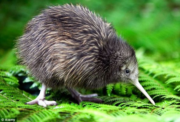 新西兰纯黑几维鸟出现罕见白化变种图